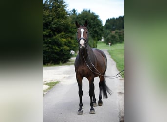 Holsteiner, Jument, 11 Ans, 173 cm, Bai brun