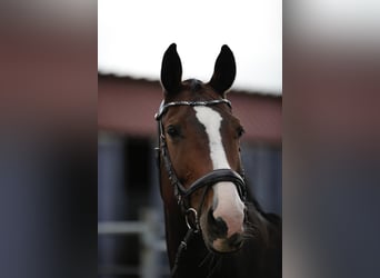 Holsteiner, Jument, 11 Ans, 173 cm, Bai brun
