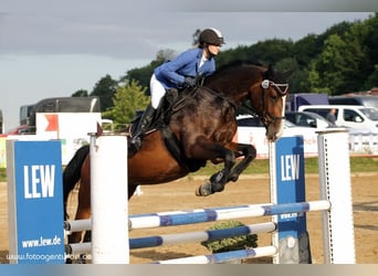 Holsteiner, Jument, 11 Ans, 173 cm, Bai brun