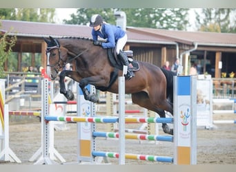 Holsteiner, Jument, 11 Ans, 173 cm, Bai brun