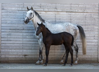 Holsteiner, Jument, 11 Ans, 173 cm, Gris moucheté