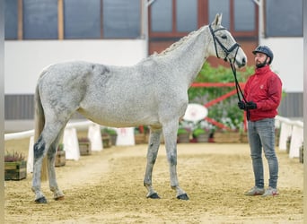 Holsteiner, Jument, 11 Ans, Gris