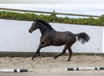 Holsteiner, Jument, 12 Ans, 160 cm, Bai brun