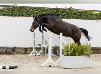 Holsteiner, Jument, 12 Ans, 165 cm, Bai brun