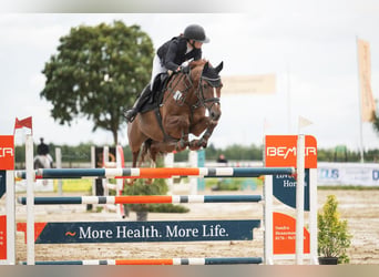 Holsteiner, Jument, 12 Ans, 167 cm, Alezan