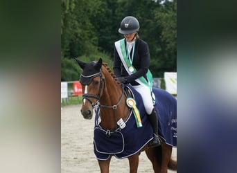 Holsteiner, Jument, 12 Ans, 167 cm, Alezan