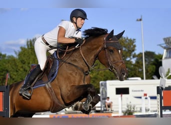 Holsteiner, Jument, 12 Ans, 168 cm, Bai