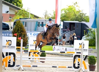 Holsteiner, Jument, 12 Ans, 168 cm, Bai