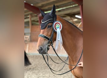 Holsteiner, Jument, 12 Ans, 172 cm, Bai