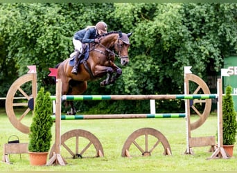 Holsteiner, Jument, 12 Ans, 172 cm, Bai