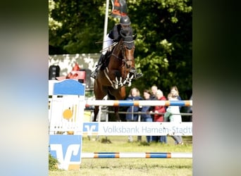 Holsteiner, Jument, 12 Ans, 172 cm, Bai