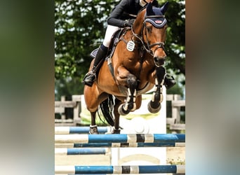 Holsteiner, Jument, 12 Ans, Bai