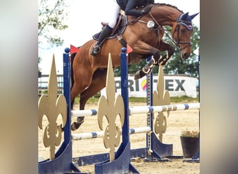 Holsteiner, Jument, 12 Ans, Bai
