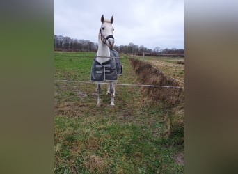 Holsteiner Croisé, Jument, 13 Ans, 153 cm, Gris pommelé