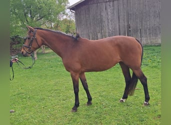 Holsteiner, Jument, 13 Ans, 163 cm, Bai