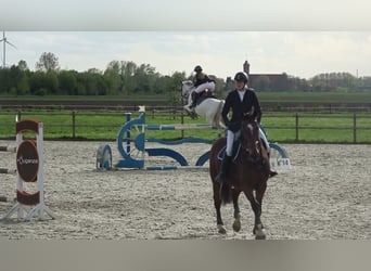 Holsteiner, Jument, 13 Ans, 164 cm, Gris