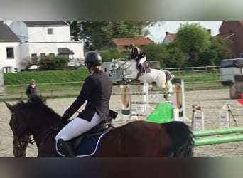 Holsteiner, Jument, 13 Ans, 164 cm, Gris