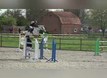 Holsteiner, Jument, 13 Ans, 164 cm, Gris