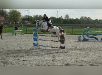 Holsteiner, Jument, 13 Ans, 164 cm, Gris