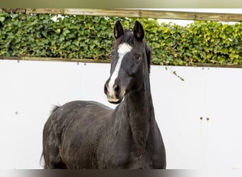 Holsteiner, Jument, 13 Ans, 165 cm