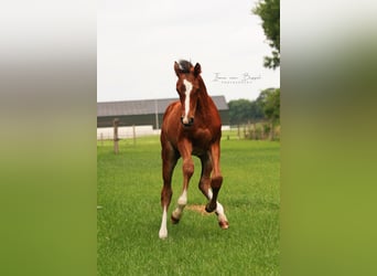 Holsteiner, Jument, 13 Ans, 167 cm, Bai brun foncé