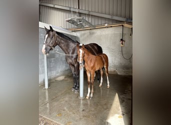 Holsteiner, Jument, 13 Ans, 167 cm, Bai brun foncé