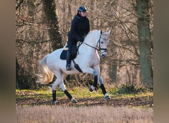 Holsteiner, Jument, 13 Ans, 168 cm, Gris