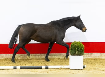 Holsteiner, Jument, 13 Ans, 170 cm, Bai brun