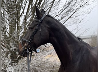 Holsteiner, Jument, 13 Ans, 172 cm