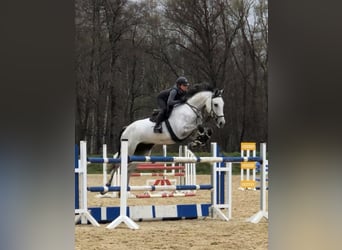 Holsteiner, Jument, 13 Ans, 174 cm, Gris