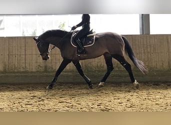 Holsteiner, Jument, 14 Ans, 165 cm, Bai brun foncé