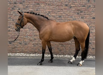 Holsteiner, Jument, 14 Ans, 165 cm, Bai