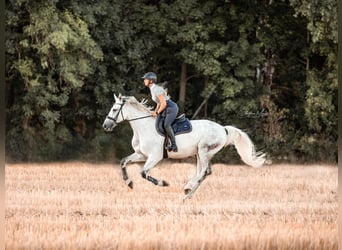 Holsteiner, Jument, 14 Ans, 173 cm, Gris