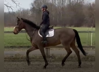 Holsteiner, Jument, 14 Ans, Bai