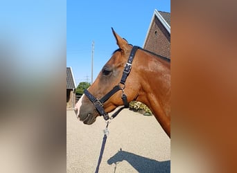Holsteiner, Jument, 15 Ans, 158 cm, Bai
