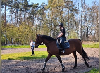 Holsteiner, Jument, 15 Ans, 165 cm, Bai