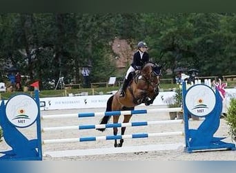 Holsteiner, Jument, 15 Ans, 169 cm, Bai