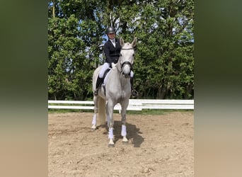 Holsteiner, Jument, 15 Ans, 172 cm, Gris