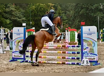 Holsteiner, Jument, 16 Ans, 163 cm, Bai