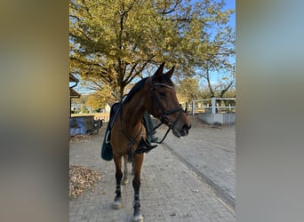 Holsteiner, Jument, 16 Ans, 163 cm, Bai