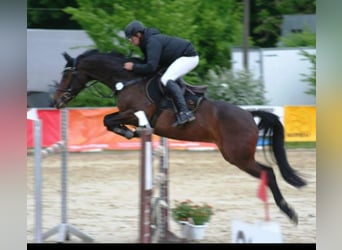 Holsteiner, Jument, 16 Ans, 164 cm, Bai brun