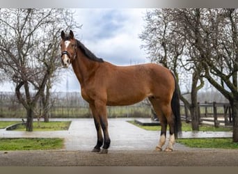 Holsteiner, Jument, 16 Ans, 164 cm, Bai