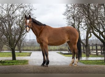 Holsteiner, Jument, 16 Ans, 164 cm, Bai
