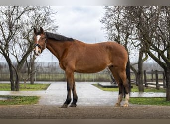 Holsteiner, Jument, 16 Ans, 164 cm, Bai