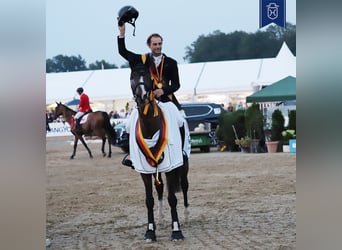 Holsteiner, Jument, 16 Ans, 165 cm, Bai brun