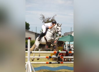 Holsteiner, Jument, 16 Ans, 165 cm, Gris