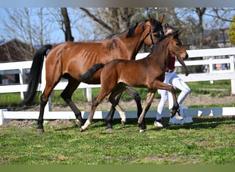 Holsteiner, Jument, 16 Ans, 169 cm, Bai