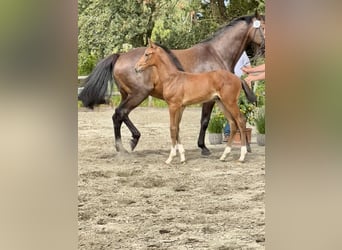 Holsteiner, Jument, 16 Ans, 172 cm, Bai brun