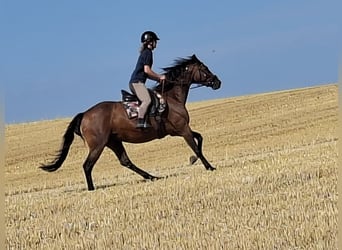 Holsteiner, Jument, 17 Ans, 165 cm, Bai