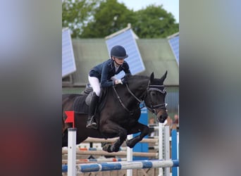 Holsteiner, Jument, 18 Ans, 164 cm, Noir